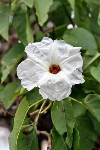 Ipomoea pauciflora