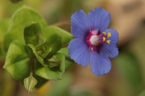 Blue Scarlet Pimpernel