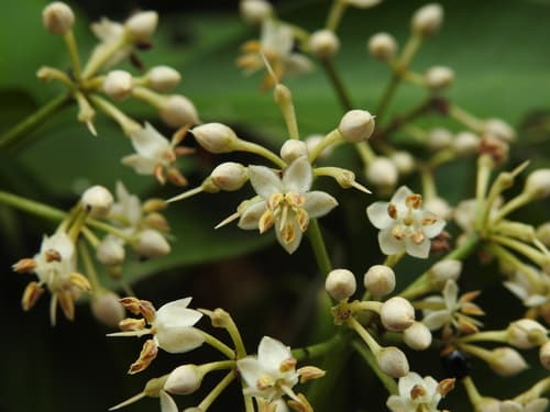 Siebold Ardisia Bonsai