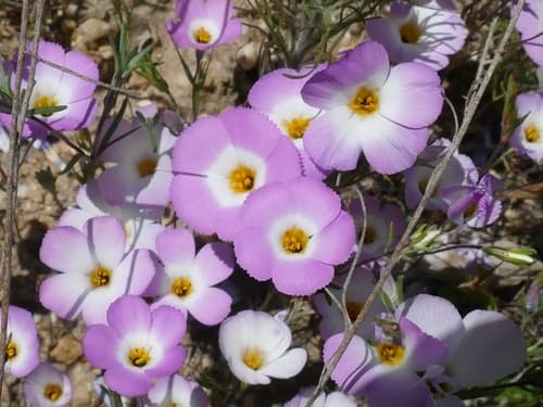 Fringed Linanthus