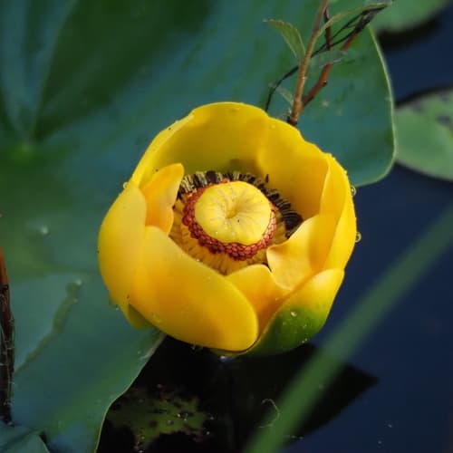 Western Yellow Pond-Lily