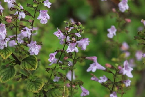 Lesser Calamint