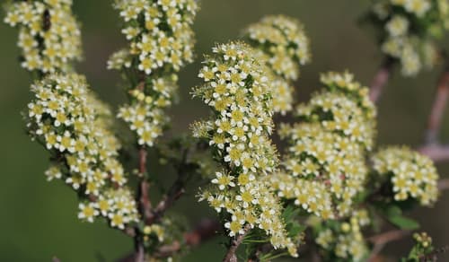 Iberian Spirea Bonsai