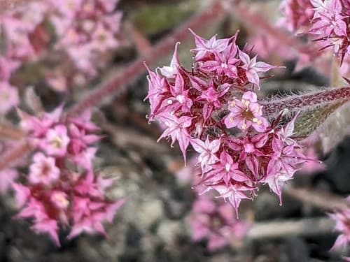 Monterey spineflower