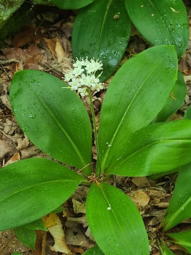 white clintonia