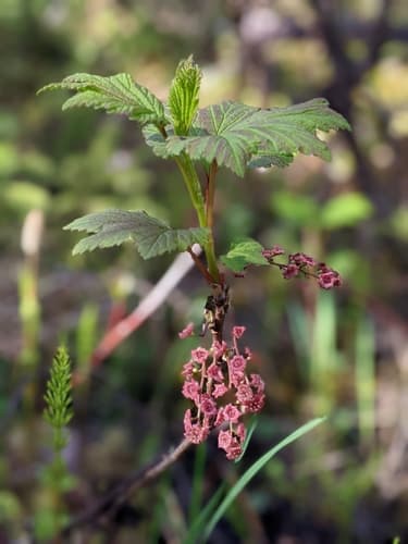 Northern Redcurrant Bonsai