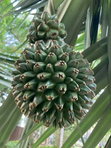 Common screwpine Bonsai