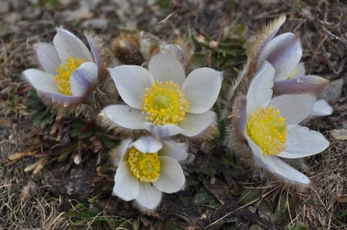 Spring Pasqueflower Bonsai