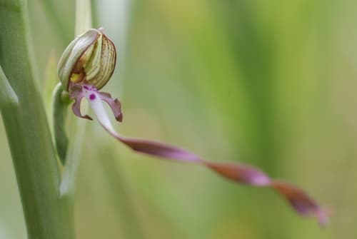 Lizard Orchid