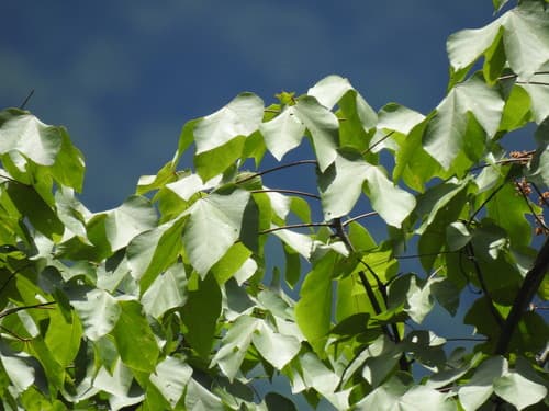 Chinese Parasol Tree Bonsai