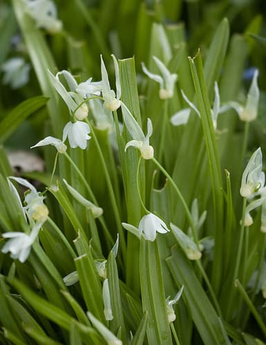 Few-flowered Leek