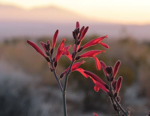 Chuparosa Flowering Bonsai