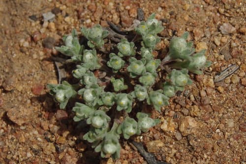 everlasting neststraw