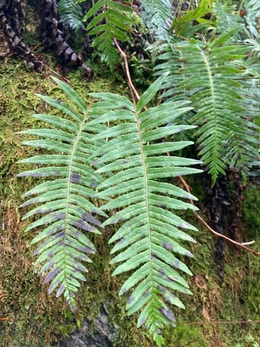 Appalachian Rockcap Fern Bonsai