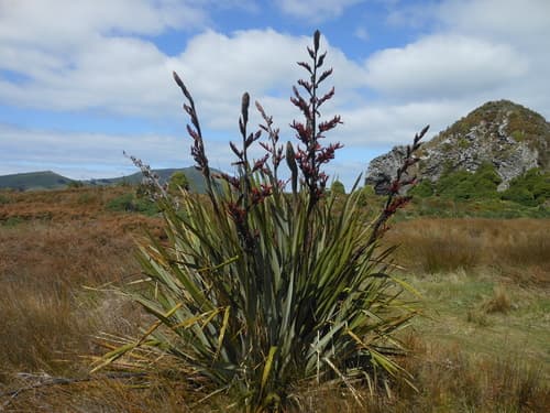 New Zealand flax