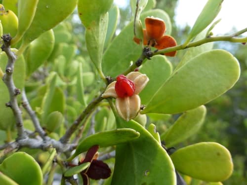 Florida Mayten Bonsai