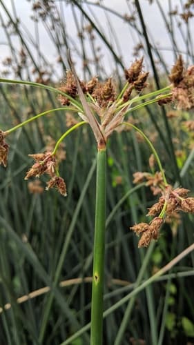 Soft-stemmed Bulrush