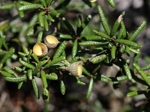 Sand Live Oak Bonsai