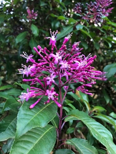 Shrubby Fuchsia Bonsai