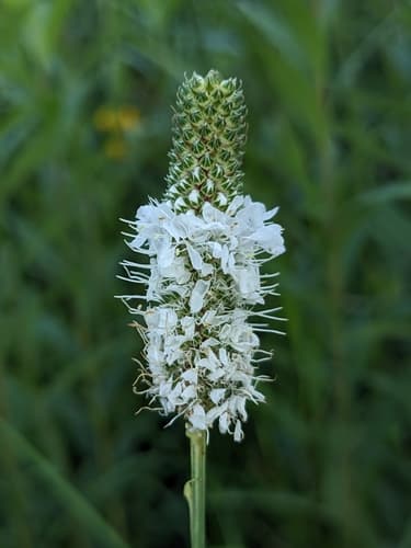 White Prairie Clover