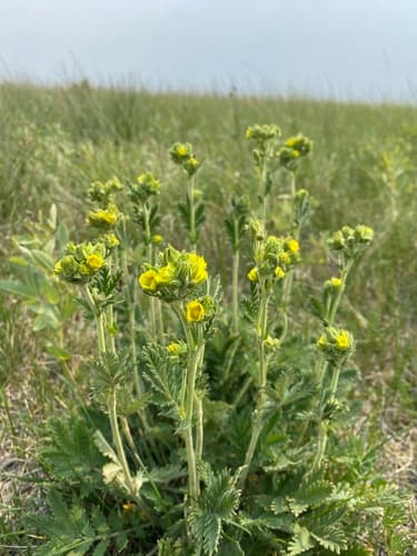 Prairie Cinquefoil