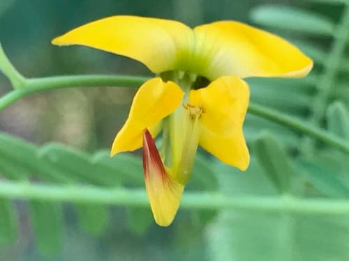 Bigpod Sesbania Bonsai