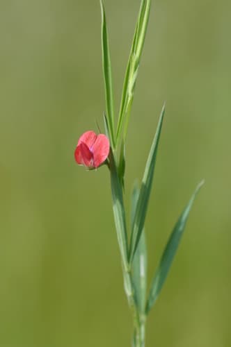 Grass Pea