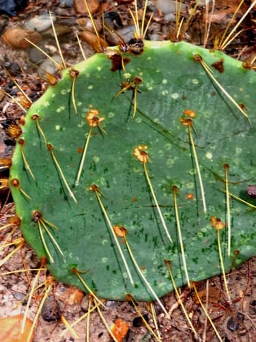 Texas Blue Pricklypear Cactus Pad