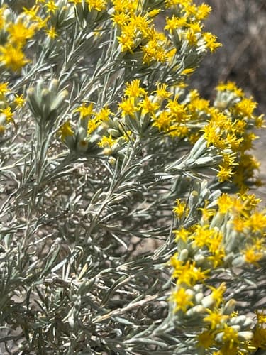 Spineless Horsebrush