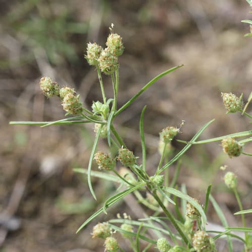 Branched Plantain Bonsai