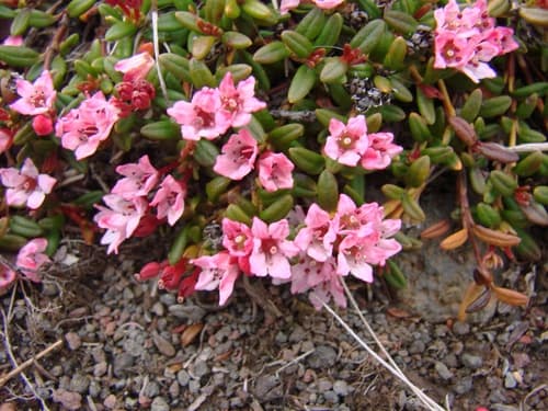 Alpine Azalea