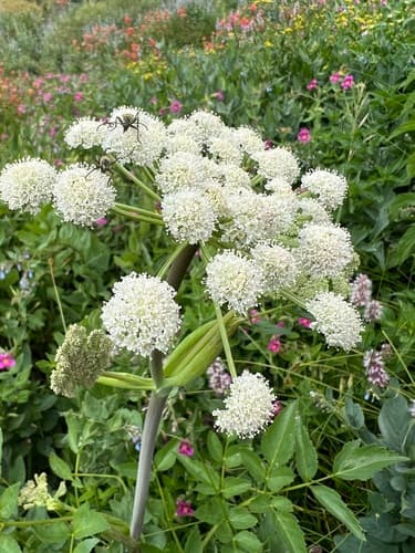 Lyall's Angelica