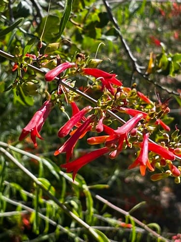 Blue-stemmed Keckiella Plant