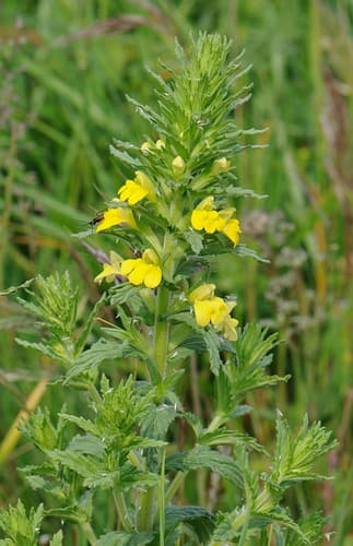 Yellow Glandweed
