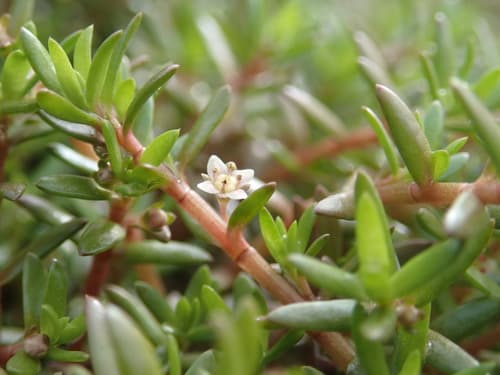 New Zealand pygmyweed