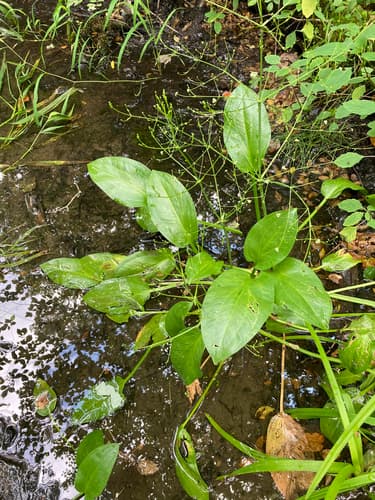 American Water-Plantain