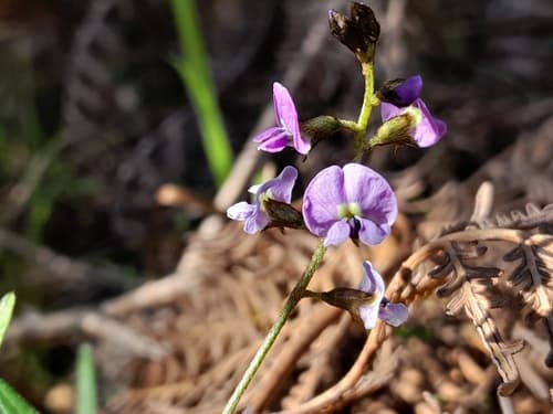 Twining Glycine Bonsai