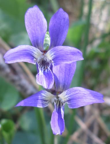 Northern Bog Violet (Not a Bonsai)