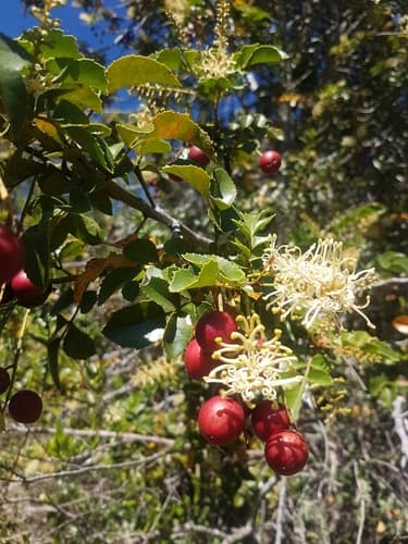 Chilean Hazel Bonsai