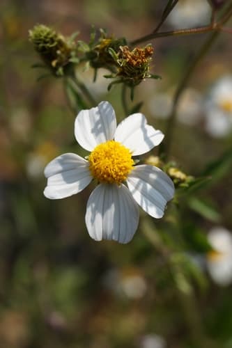 Bidens odorata