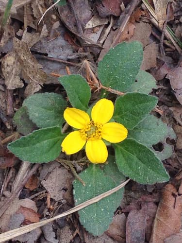 Northern Green-and-Gold