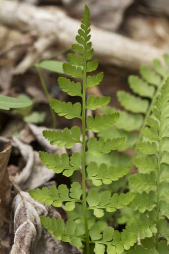 Lowland Brittle Fern