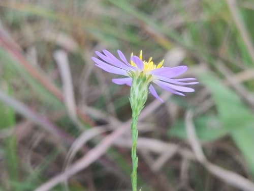 Sky Blue Aster