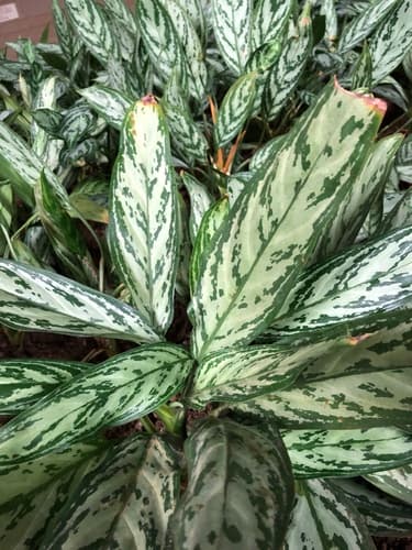 Philippine evergreen