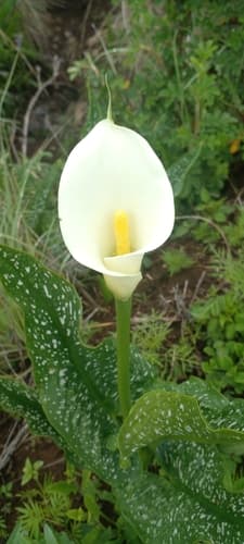 Spotted Calla Lily