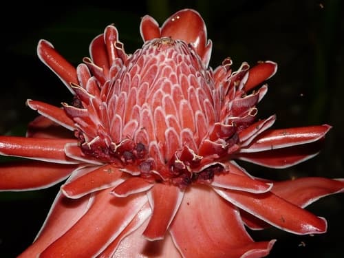 Torch ginger