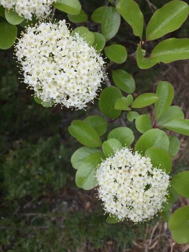 Rusty Blackhaw Bonsai