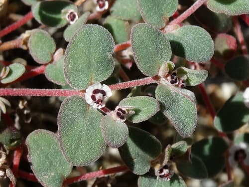 Red-Gland Spurge Bonsai Specimen