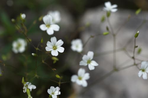 Pitcher's Stitchwort