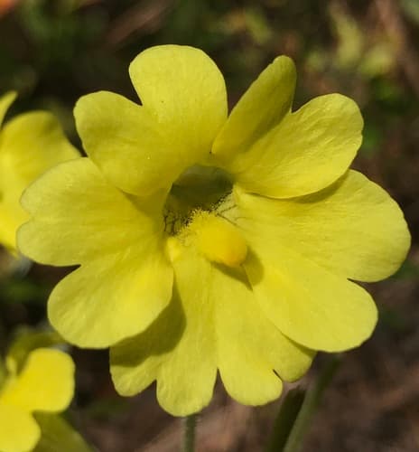 Yellow Butterwort